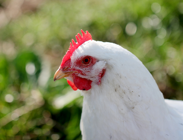 640-white-chicken-in-garden